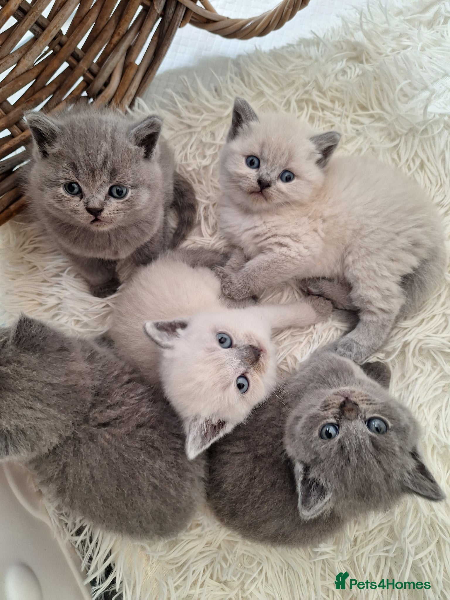 British Shorthair cats Adorable BSH kittens, Gray and white, London  - Advert 6