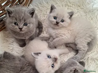 British Shorthair cats Adorable BSH kittens, Gray and white, London - Advert 6