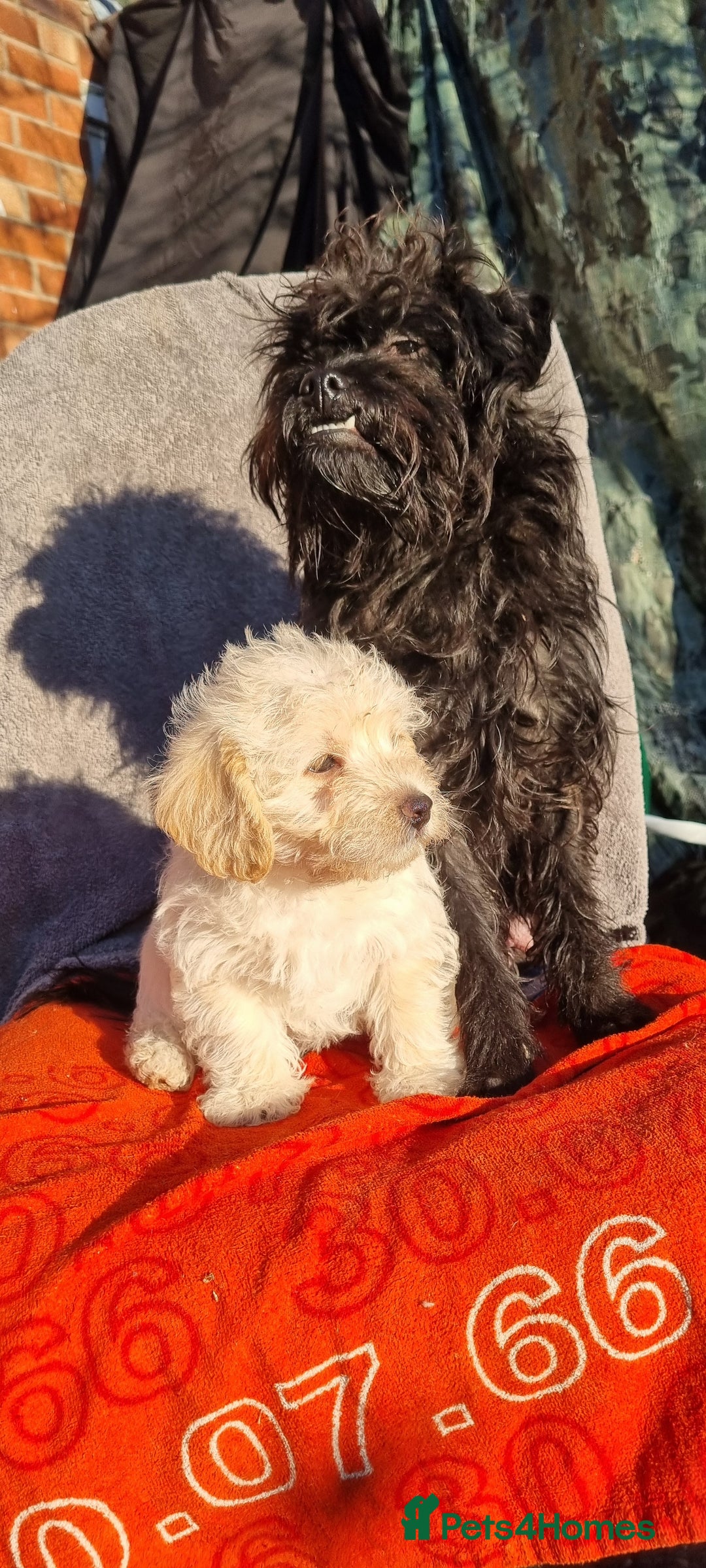 Westiepoo dogs for sale: WESTIEPOOS MAGiCAL X's SUPER SMOOTH SILKY n SOFT - Advert 19