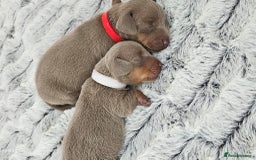 Miniature Dachshund dogs for sale: Isabella and tan miniature dachshunds - Image 6