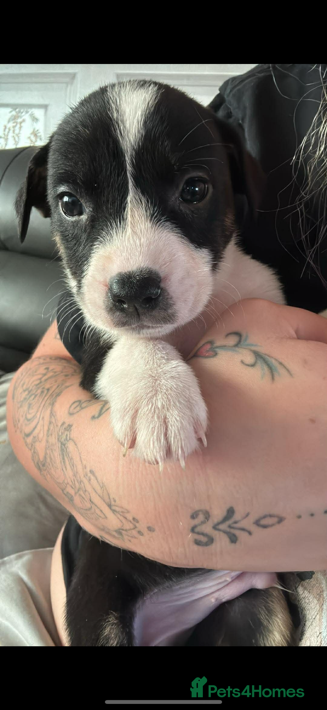 Mixed Breed dogs for sale: Pups for sale  - Advert 39