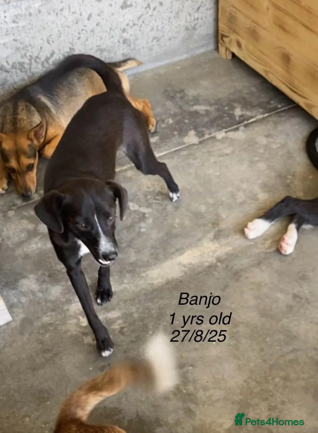 Mixed Breed dogs for adoption: Banjo, 1 yr approx. Available for adoption. - Advert 9