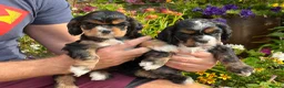 American Cocker Spaniel dogs for sale: Darling American Cocker babies - Advert 5