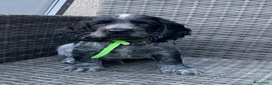 Green Collar