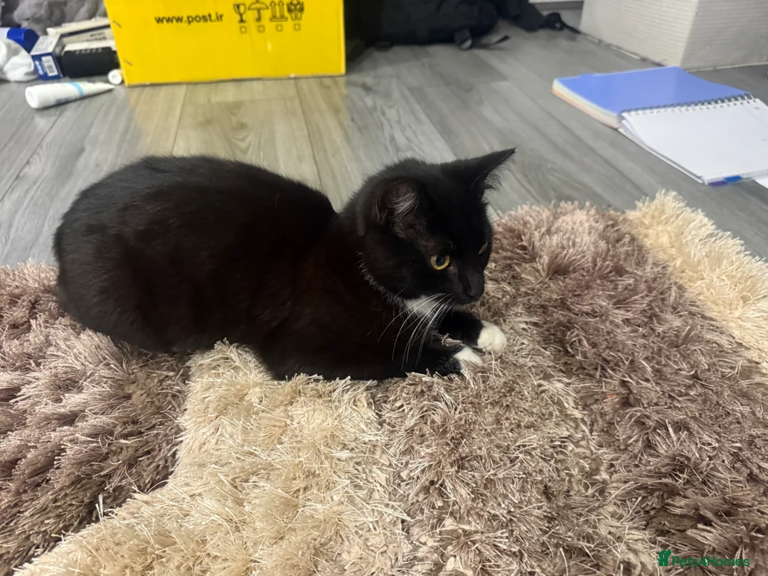 Mixed Breed cats for sale: Female  - Advert 2