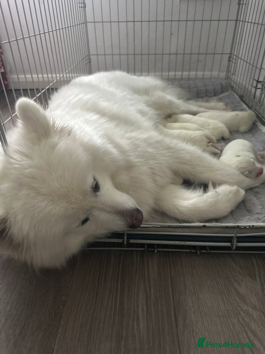 Samoyed dogs for sale: Adorable 6 Samoyed Puppies Waiting Forever Homes - Image 2