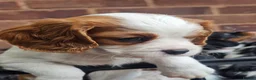Cavalier King Charles Spaniel dogs for sale: Beautiful Cavalier King Charles Spaniel 7 Puppies - Advert 6