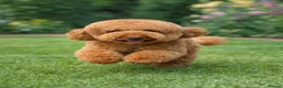 Cavapoo dogs for sale: Stunning deep red TOY cavapoo pups - Advert 6