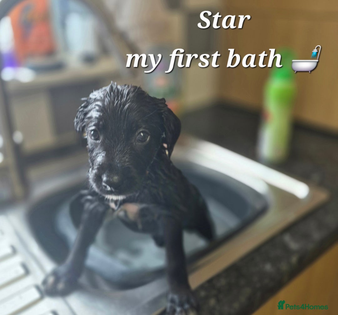 Border Collie dogs for sale: LAST BEAUTIFUL BORDER COLLIE - Image 7