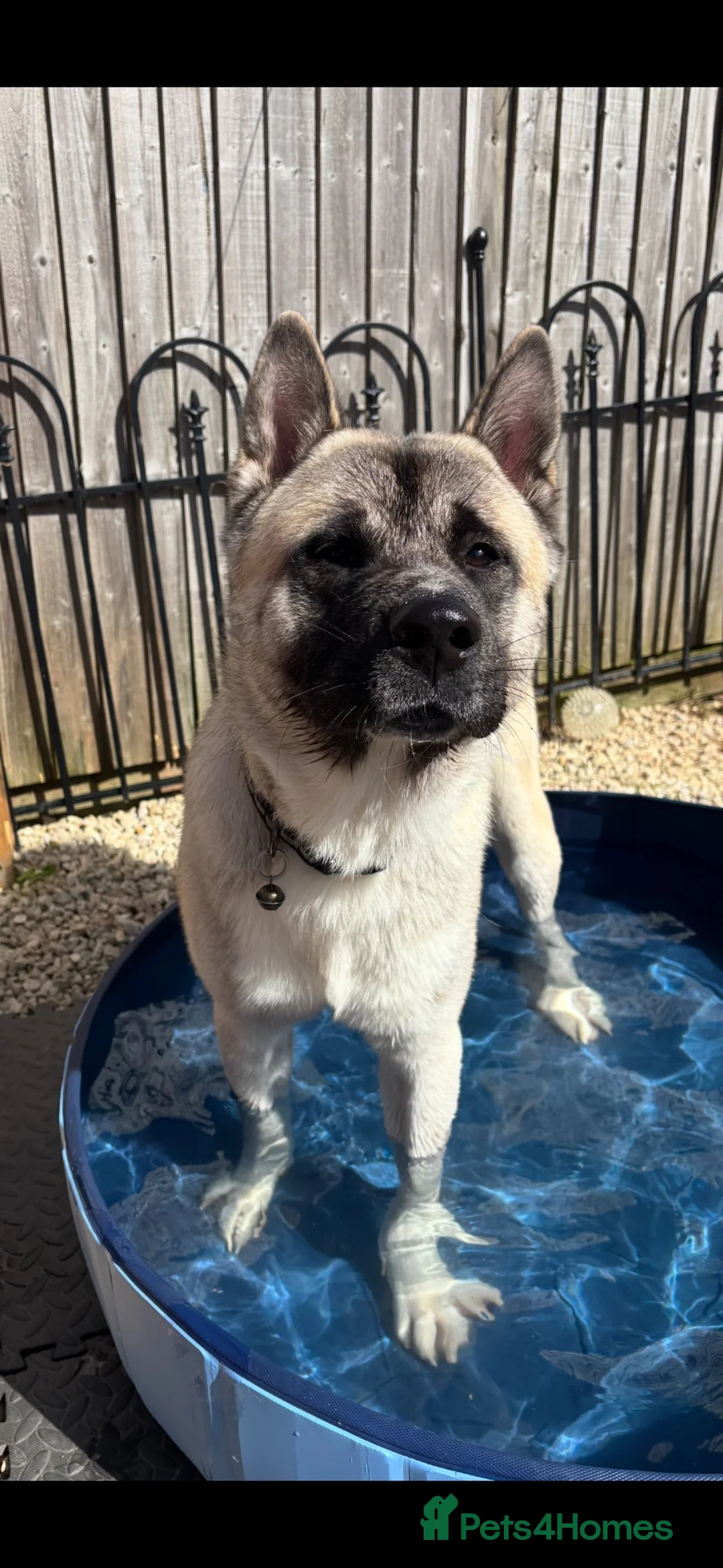 Akita dogs for sale: King is looking for a new home  - Advert 8