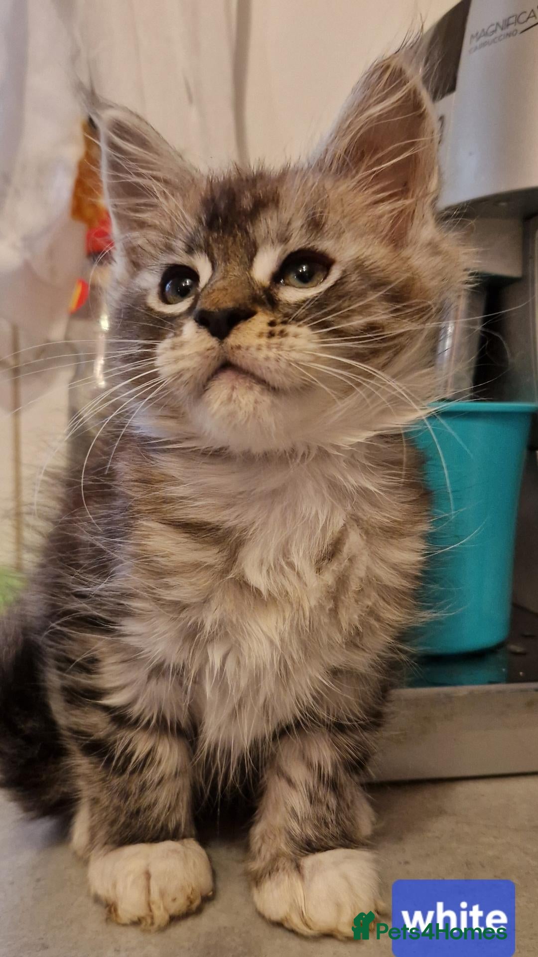 Maine Coon cats for sale: Sweet Maine coon - Advert 21