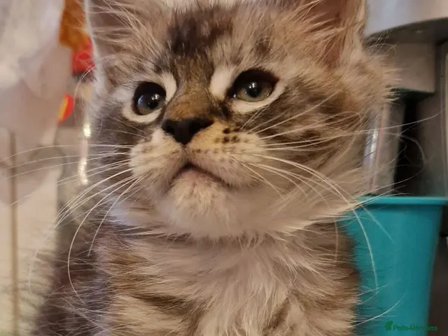Maine Coon cats for sale: Sweet Maine coon - Advert 21