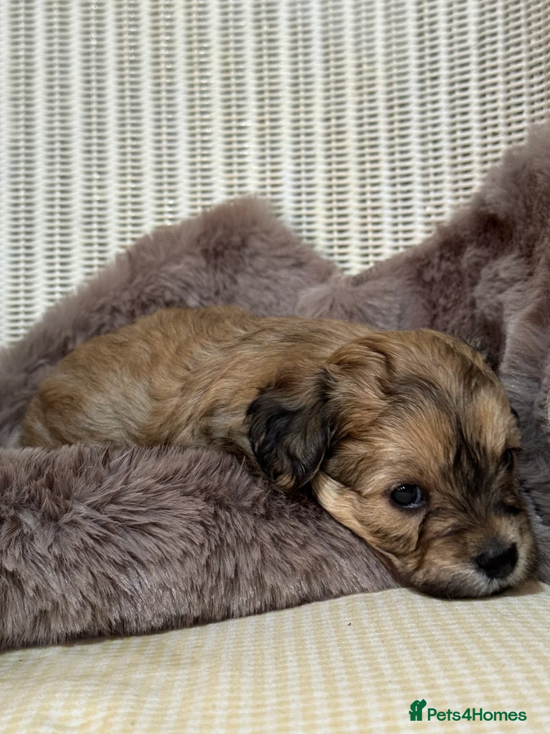 Maltipoo dogs for sale: Maltipoo puppy - Advert 27