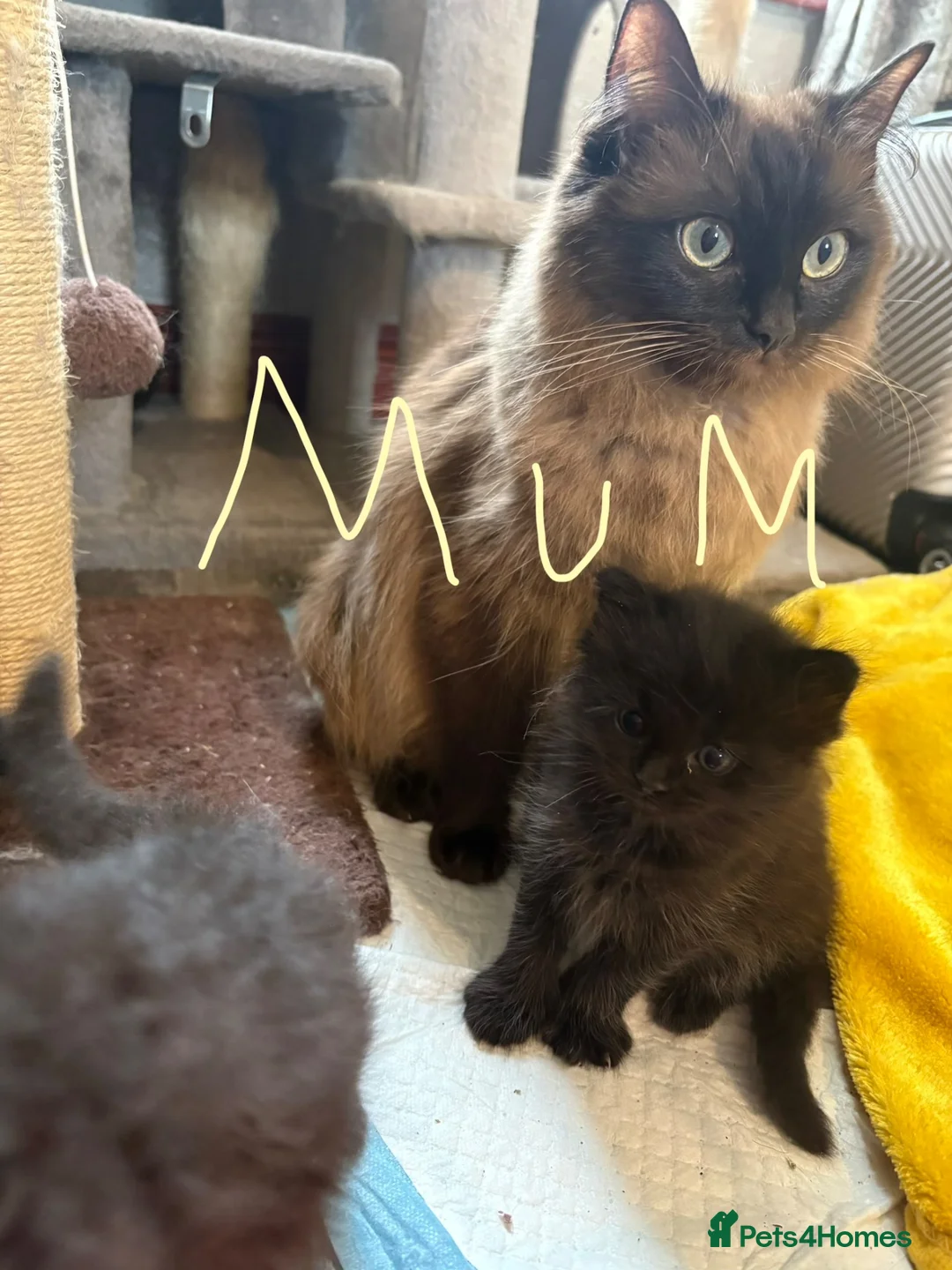Ragcoon cats for sale: Ragcoon - Advert 1