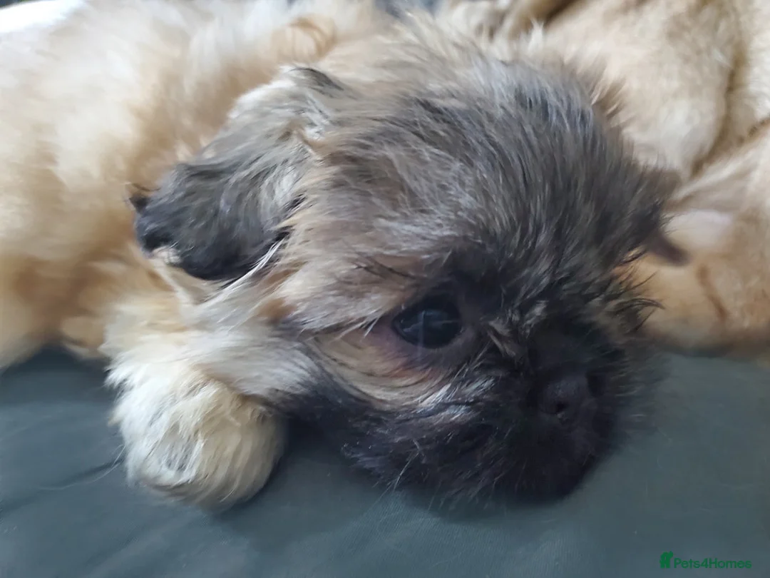 Mixed Breed dogs for sale: Shih tzu cross Pug puppies - Advert 15