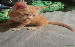 Mixed Breed cats for sale: Kittens - Image 2