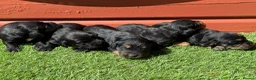 Cocker Spaniel dogs for sale: Stunning Cocker Spaniels Fully Health Tested - Advert 5