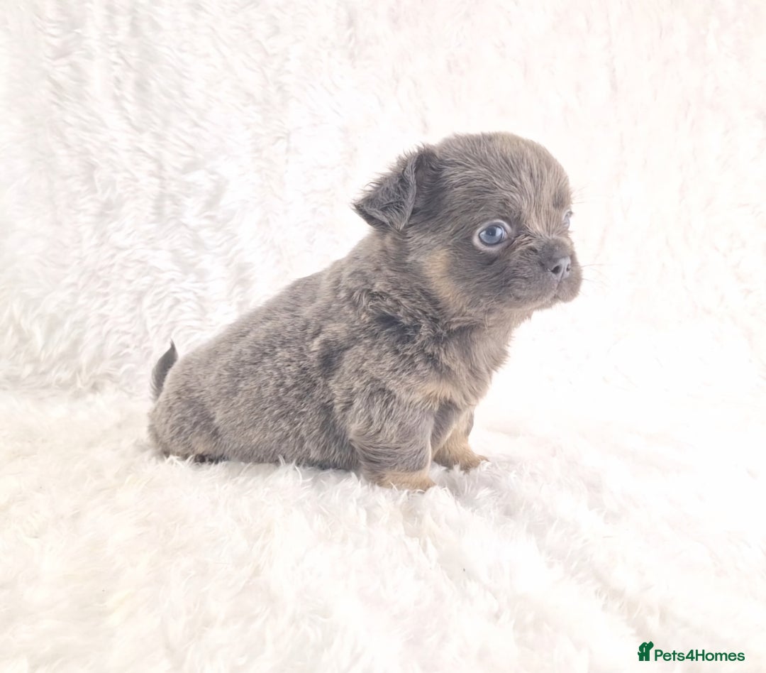 Chihuahua dogs for sale: Chihuahua X French Bulldog Puppies  - Image 17