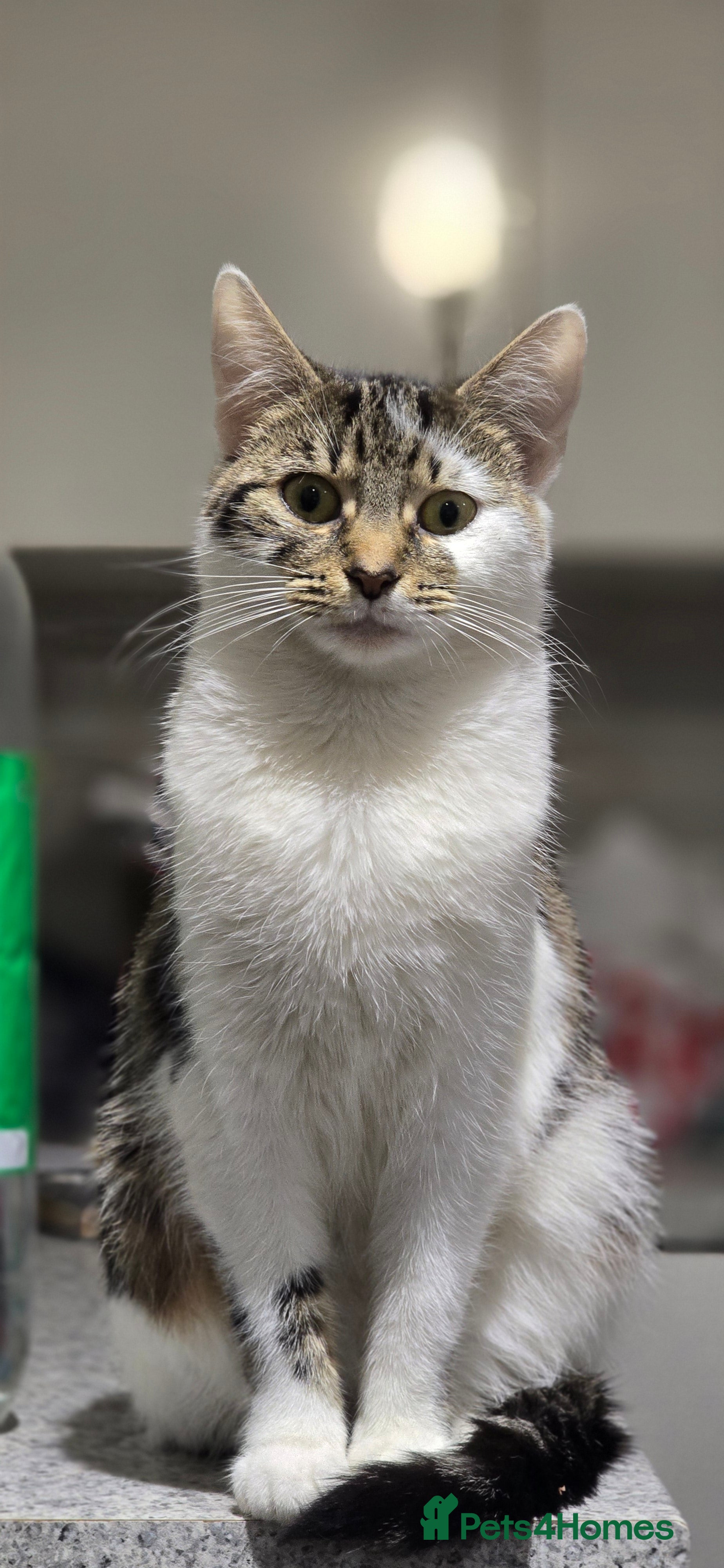 British Shorthair cats Cats shorthair - Advert 1