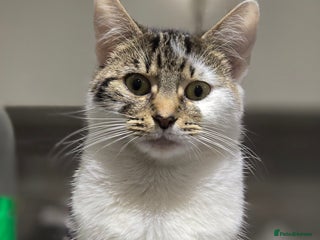 British Shorthair cats Cats shorthair - Advert 1