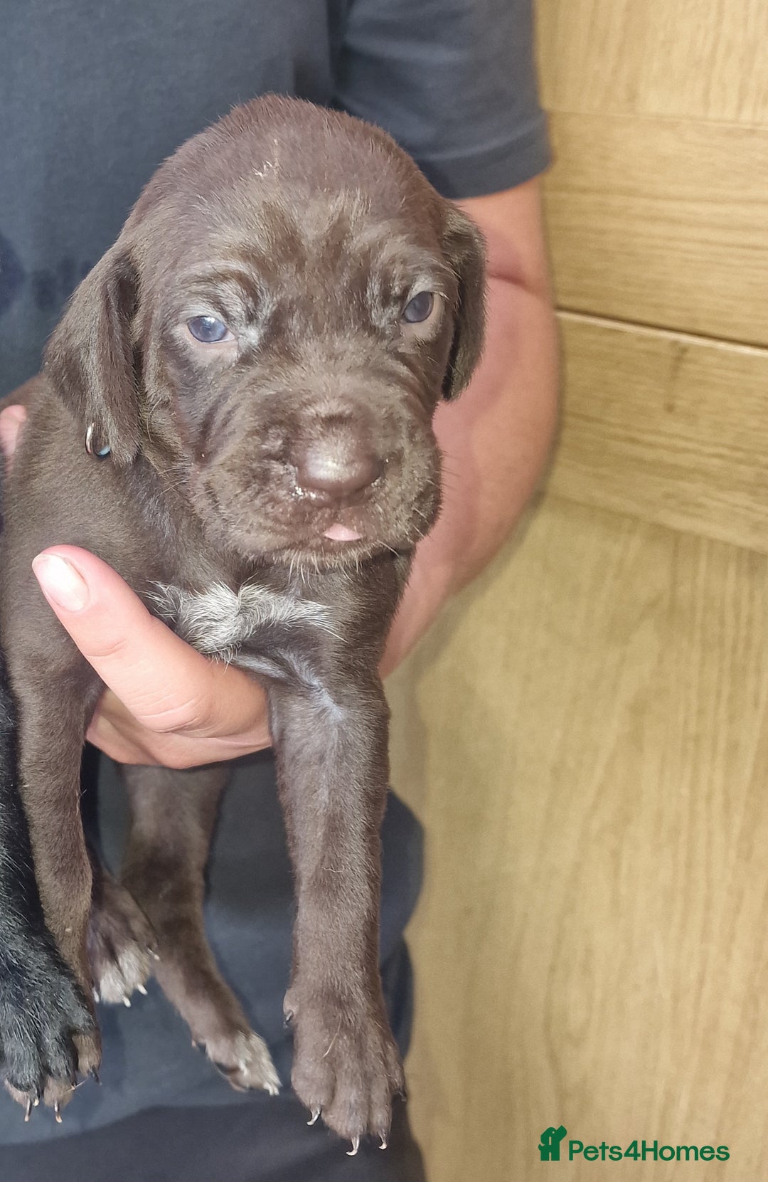 Mixed Breed dogs for sale: Hungarian Visla x German Pointer Pups - Image 7