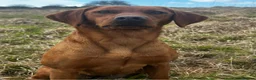 Labrador Retriever dogs for sale: KC, fully health tested fox red Labrador pups  - Advert 6