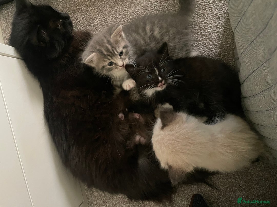 Mixed Breed cats for sale: 3 beautiful ragdoll cross  - Image 7