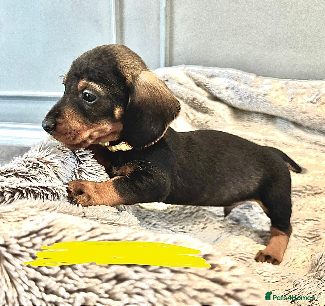 Dachshund dogs for sale: wirehaired dachshunds (teckels) - Image 27