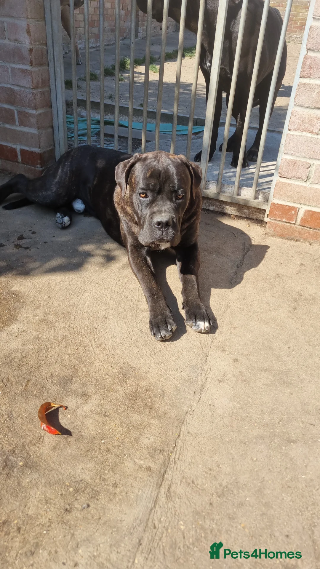 Cane Corso dogs for sale: Diesel  - Advert 2
