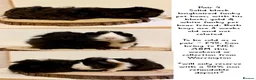 Guinea Pig rodents for sale: 4 pairs of boys and 2 pairs of girls  - Advert 16