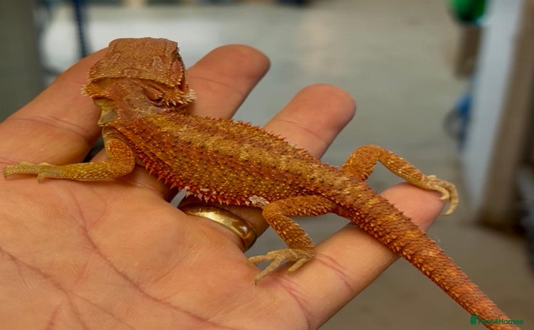 Bearded Dragon reptiles - Advert 2