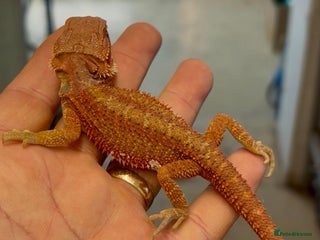 Bearded Dragon reptiles Various Hi End Bearded Dragons - Advert 4