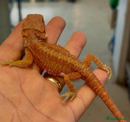 Bearded Dragon reptiles - Advert 1
