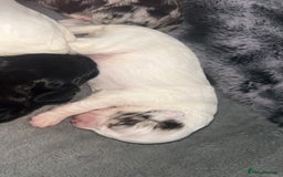 Cockapoo dogs for sale: 🌈 Outstanding rainbow cockapoo puppies 🐶 - Image 6