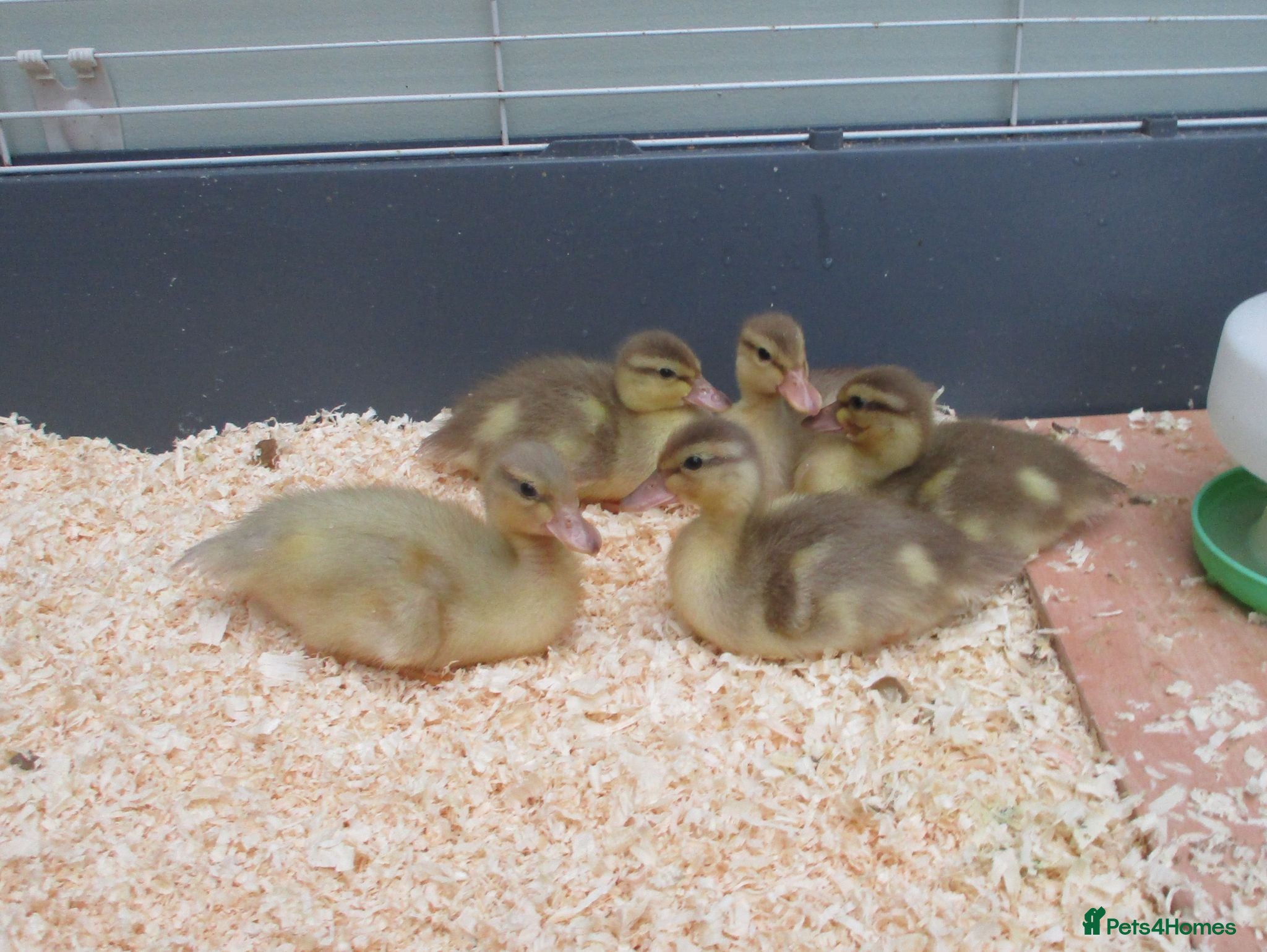 Ducks poultry Pure Bred Call Ducklings - Advert 11