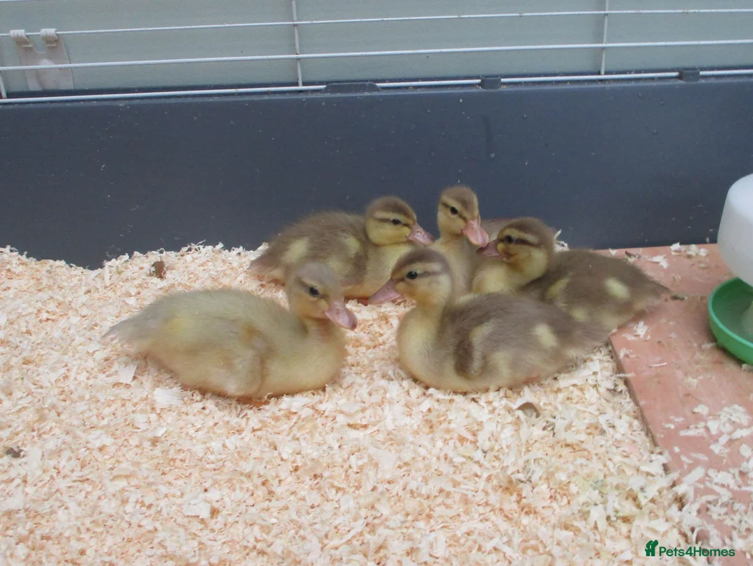 Ducks poultry for sale: Pure Bred Call Ducklings - Advert 1
