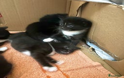 Turkish Angora cats for sale: Turkish Angora Type  - Image 6