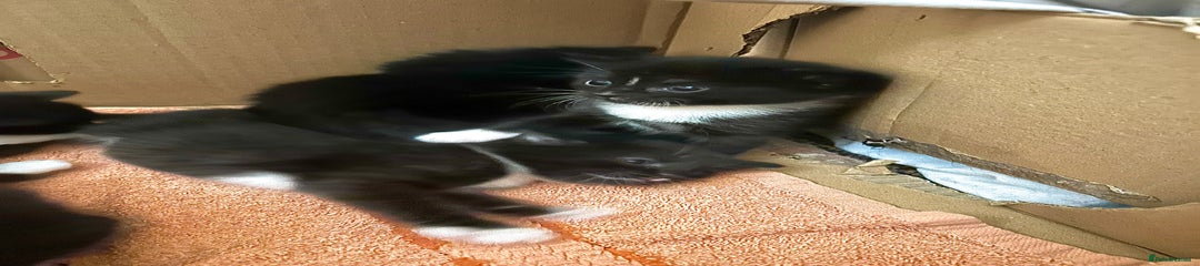 Turkish Angora Kitten 6
