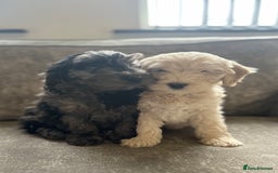 Cockapoo dogs for sale: Outstanding Cockapoos for sale  - Advert 7