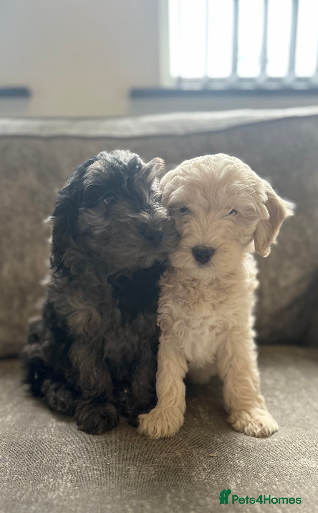 Cockapoo dogs for sale: Outstanding Cockapoos for sale  - Advert 7