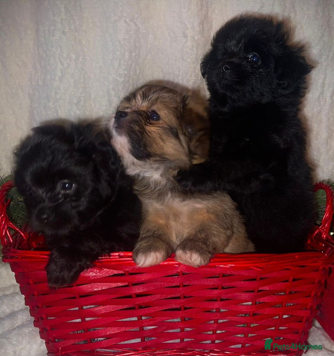 Mixed Breed dogs for sale: LaPom pups for sale Belfast - Advert 1