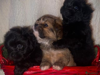 Mixed Breed dogs LaPom pups for sale Belfast - Advert 1