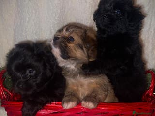 Mixed Breed dogs LaPom pups for sale Belfast - Advert 7