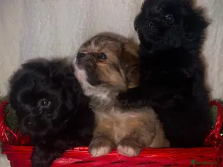 Mixed Breed dogs LaPom pups for sale Belfast - Advert 15