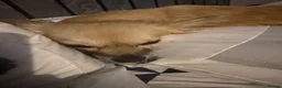 Chihuahua dogs for sale: 2 year old female small chihuahua for re homing  - Advert 3