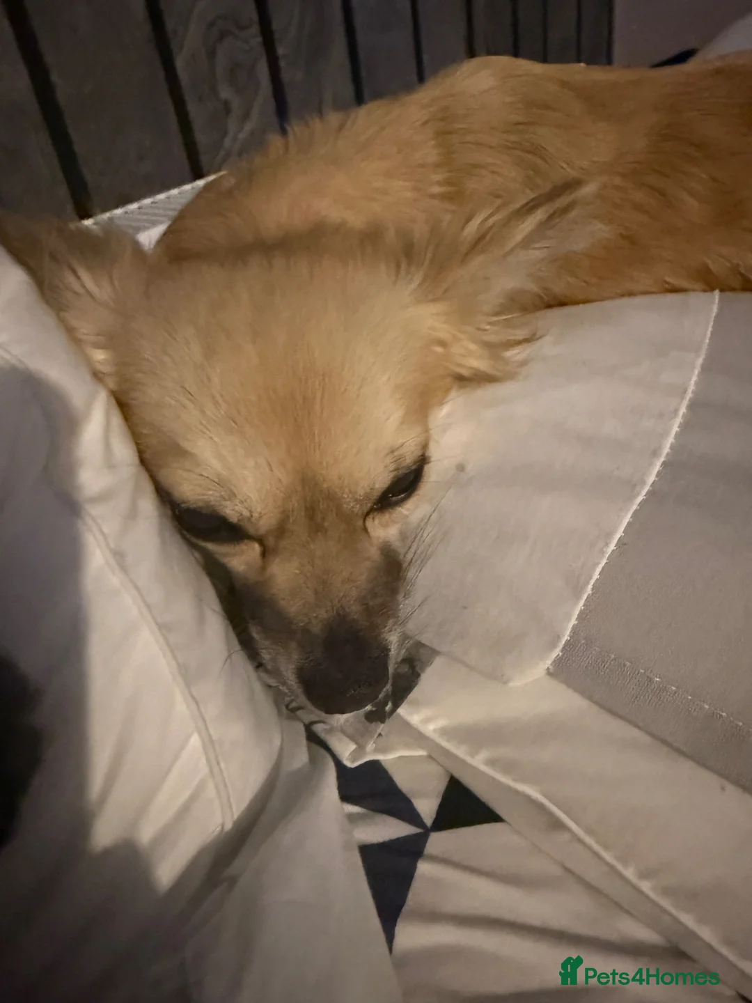 Chihuahua dogs for sale: 2 year old female small chihuahua for re homing  - Advert 3