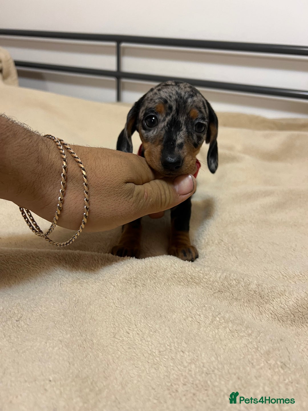 Miniature Dachshund dogs for sale: Miniature Dachshund KC last two girls  - Image 19