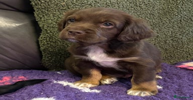 Mixed Breed dogs - Advert 3