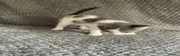 Domestic Shorthair cats for sale: Gorgeous Grey and White Kittens For Sale - Advert 11
