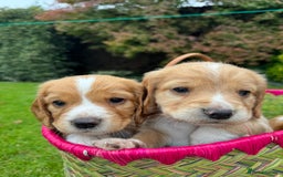 Cocker Spaniel dogs for sale: Stunning Working Cocker Spaniel Puppies - Image 10